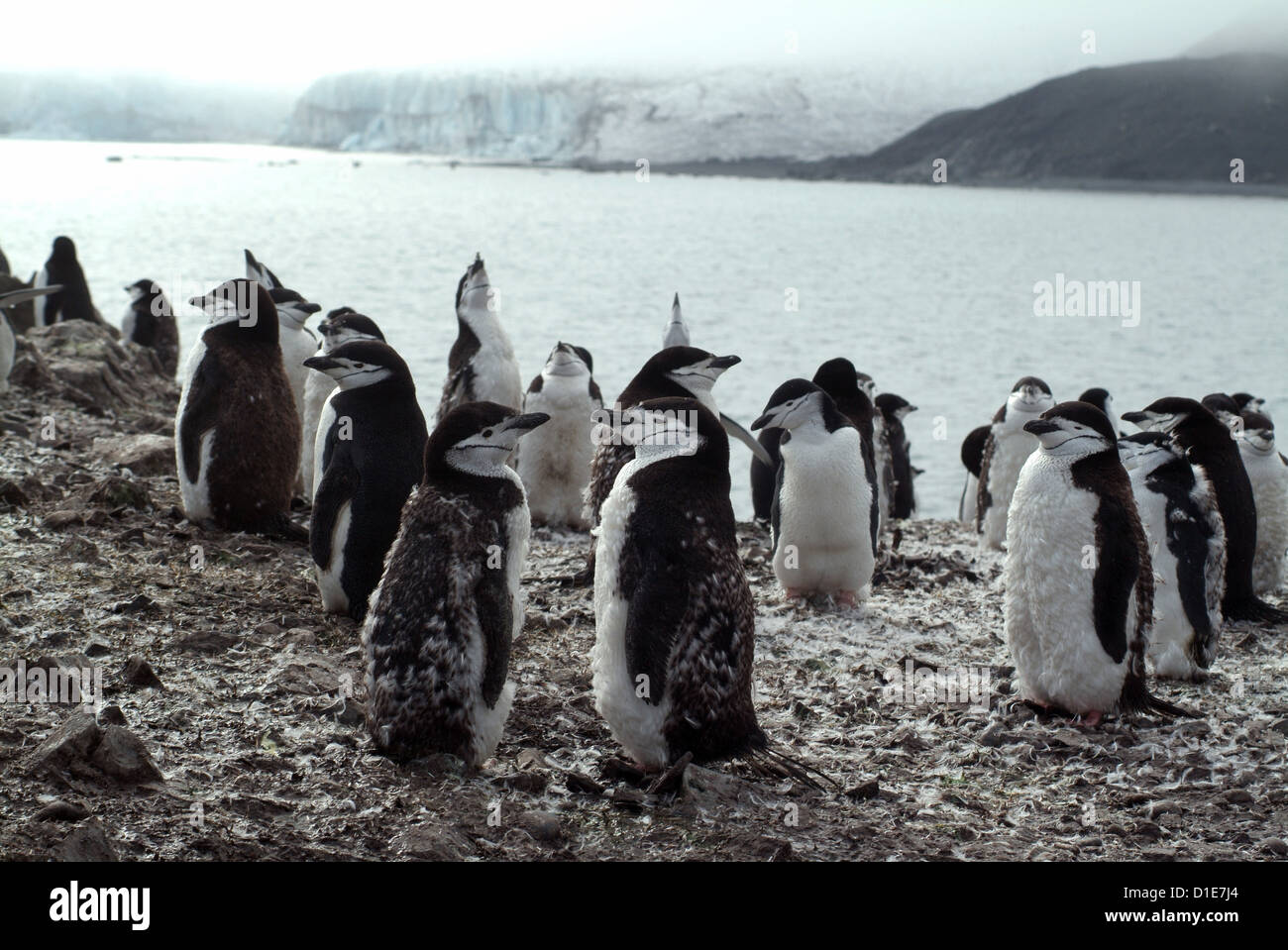 Chinstrap penguins on the shore, Hannah Point, Antarctica, Polar Regions Stock Photo