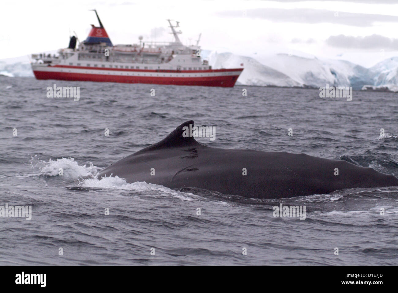 Humpback whale in front of cruise ship, Antarctica, Polar Regions Stock Photo