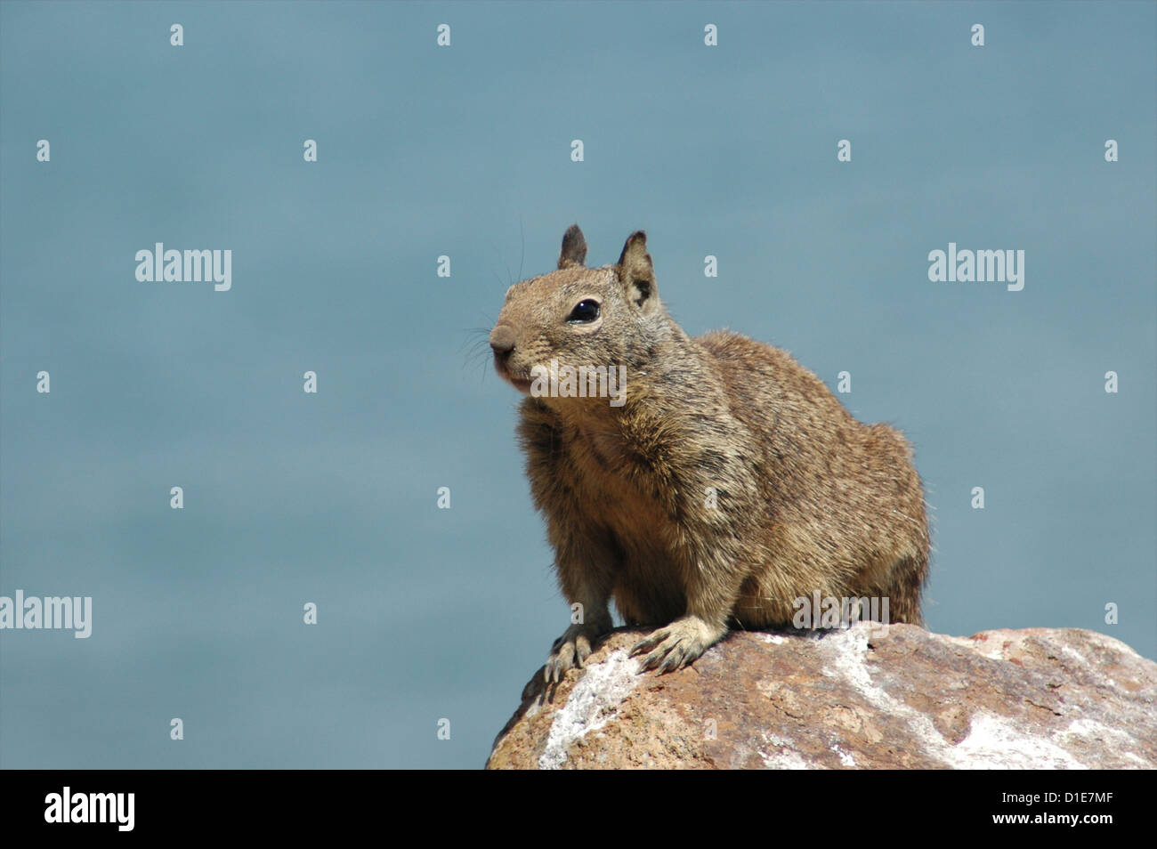 California Ground Squirrel (Spermophilus beecheyi) also known as Beechey Ground Squirrel, Morro Bay, California, USA Stock Photo