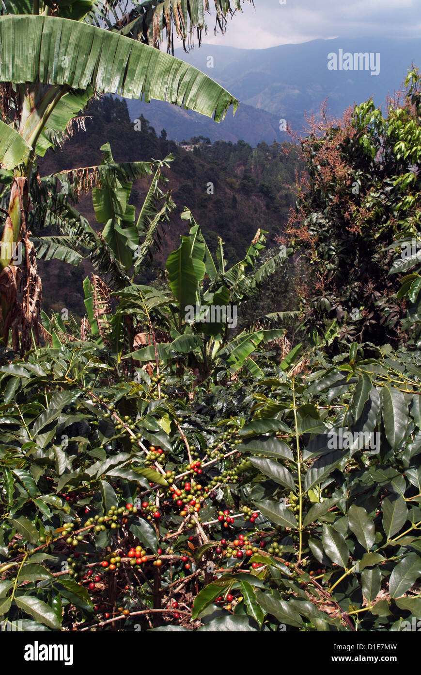 Blue Mountain coffee beans, Lime Tree Coffee Plantation, Blue Mountains, Jamaica, West Indies, Caribbean, Central America Stock Photo