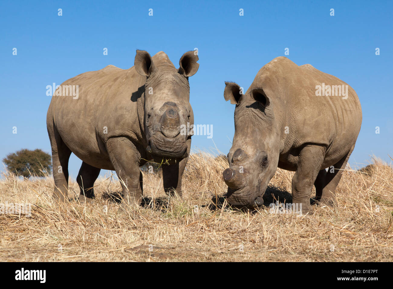 Dehorned white rhinos (Ceratotherium simum) on rhino farm, Klerksdorp, North West Province, South Africa, Africa Stock Photo