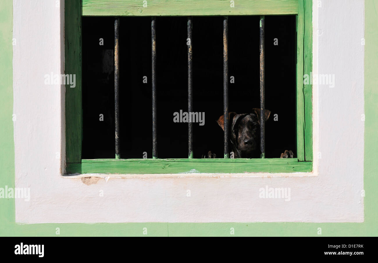 Dog in the window, Trinidad de Cuba. Stock Photo