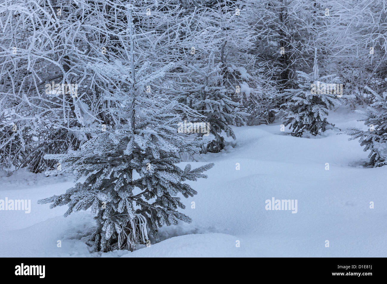 Snow winter landscape pine hi-res stock photography and images - Alamy