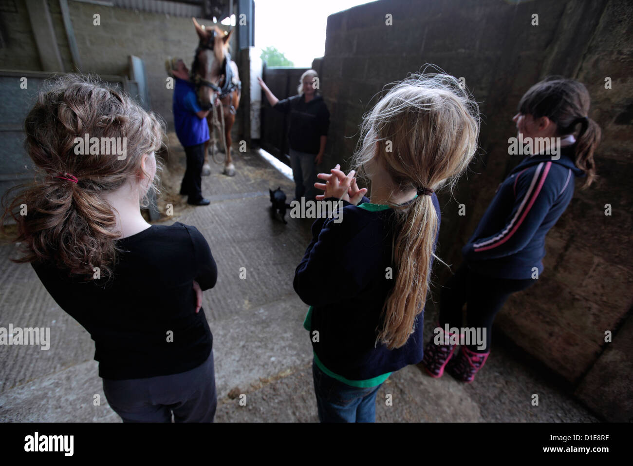 Three excited girls children, watching horse in stables, Suffolk, UK. Stock Photo