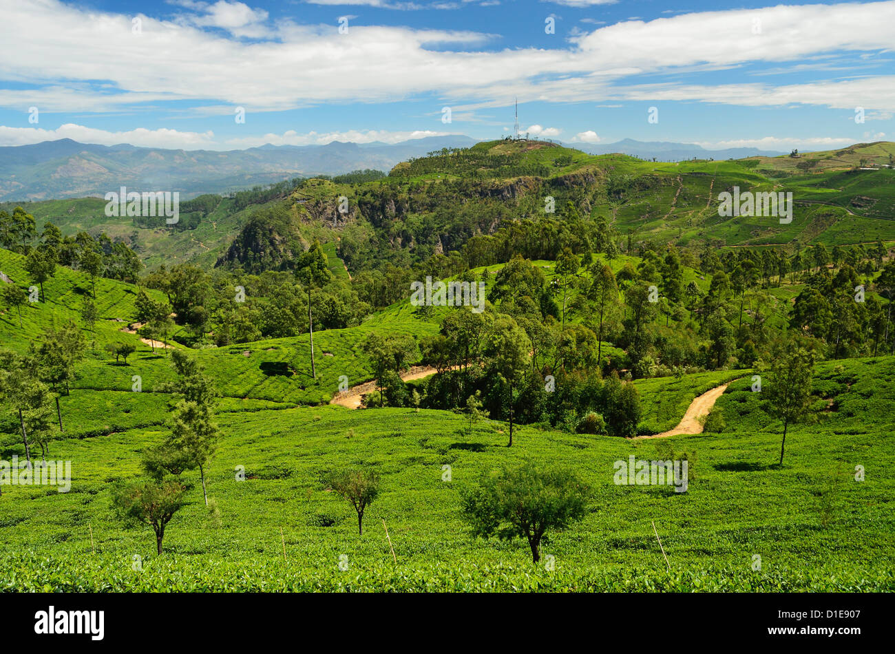 View of tea plantations from Lipton's Seat, Haputale, Sri Lanka, Asia Stock Photo