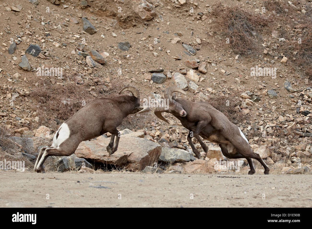 Two bighorn sheep (Ovis canadensis) rams butting heads during the rut ...