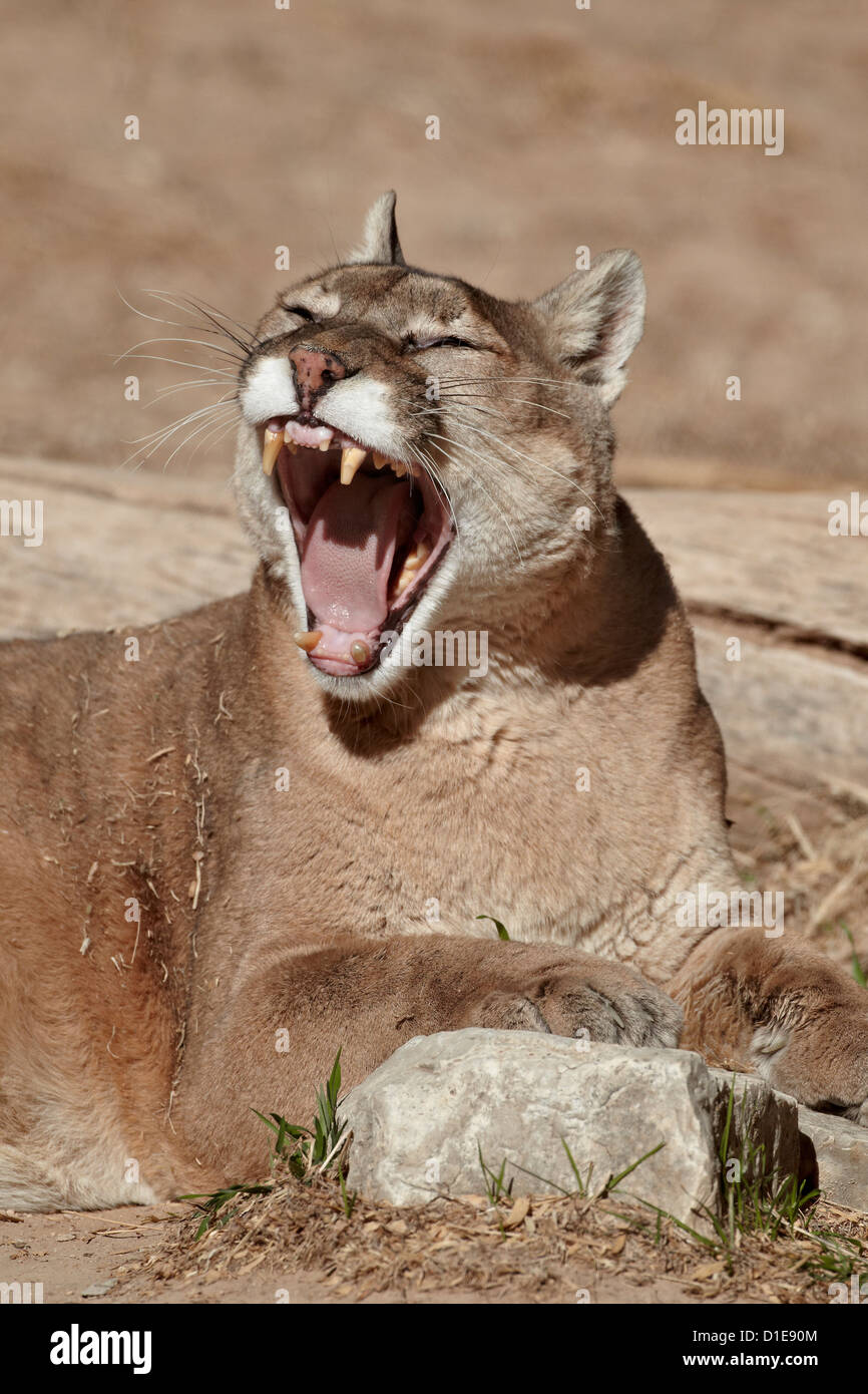 Mountain lion (cougar) (puma) (Puma concolor) yawning, Living Desert Zoo And Gardens State Park, New Mexico, USA Stock Photo