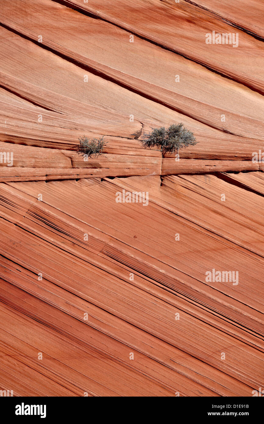 Sandstone layers, Vermillion Cliffs National Monument, Arizona, United States of America, North America Stock Photo
