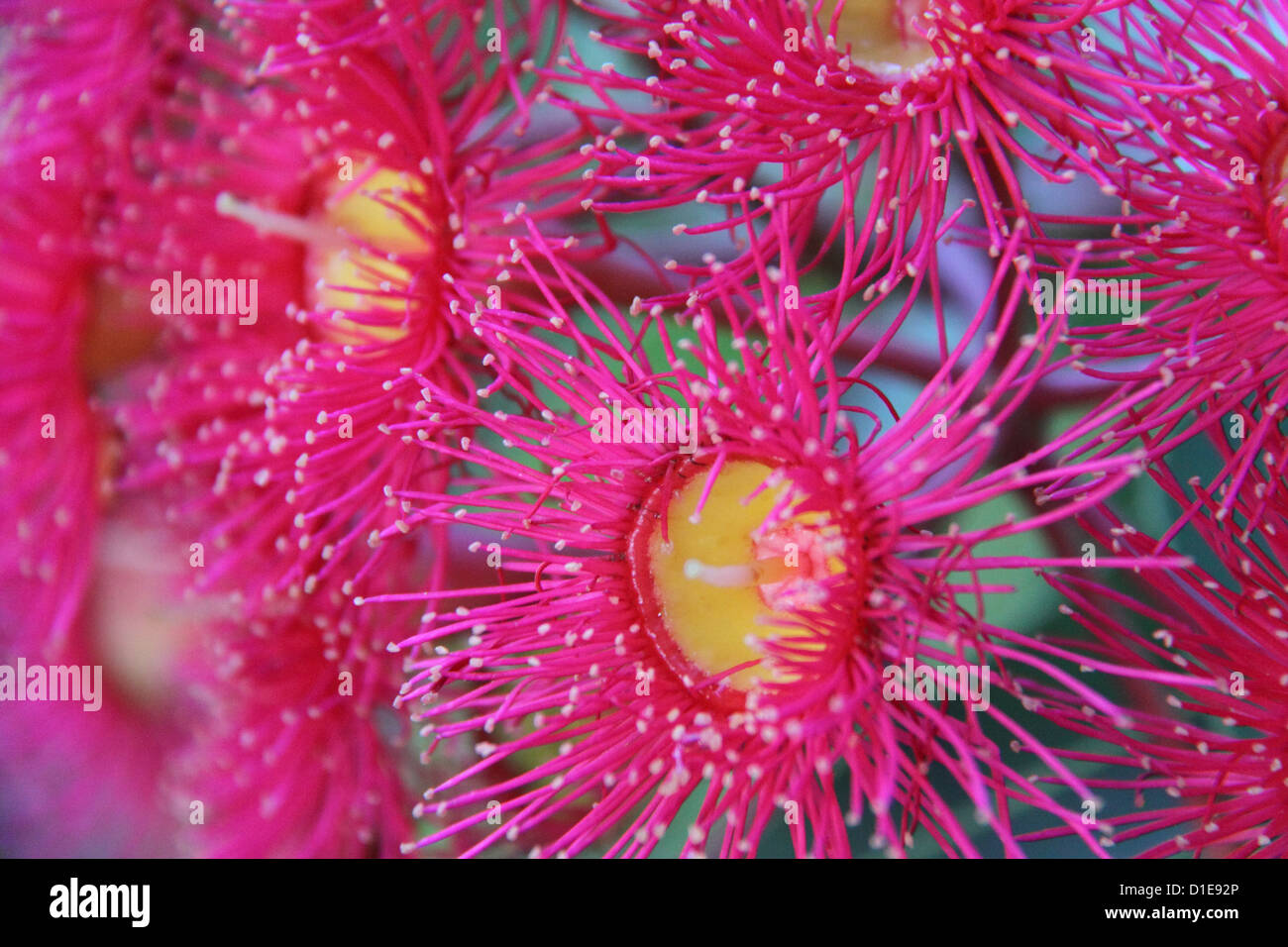 Australian Red Flowering Gum Wattle 'Summer Glory' (Corymbia Ficifolia) Stock Photo