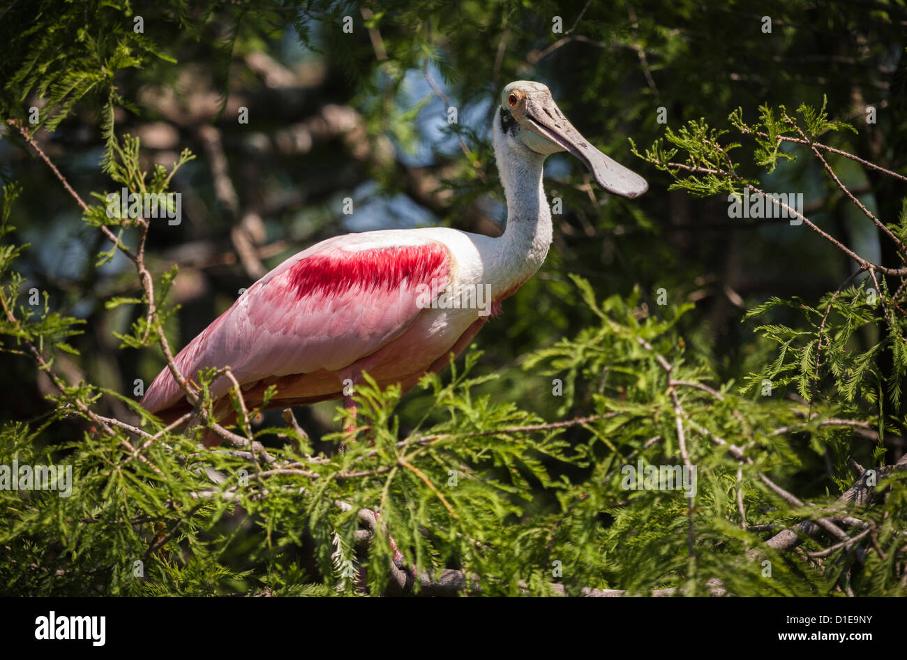 Roseate Spoonbill (Platalea ajaja) perched in tree at St. Augustine Alligator Farm Zoological Park in St. Augustine, Florida Stock Photo