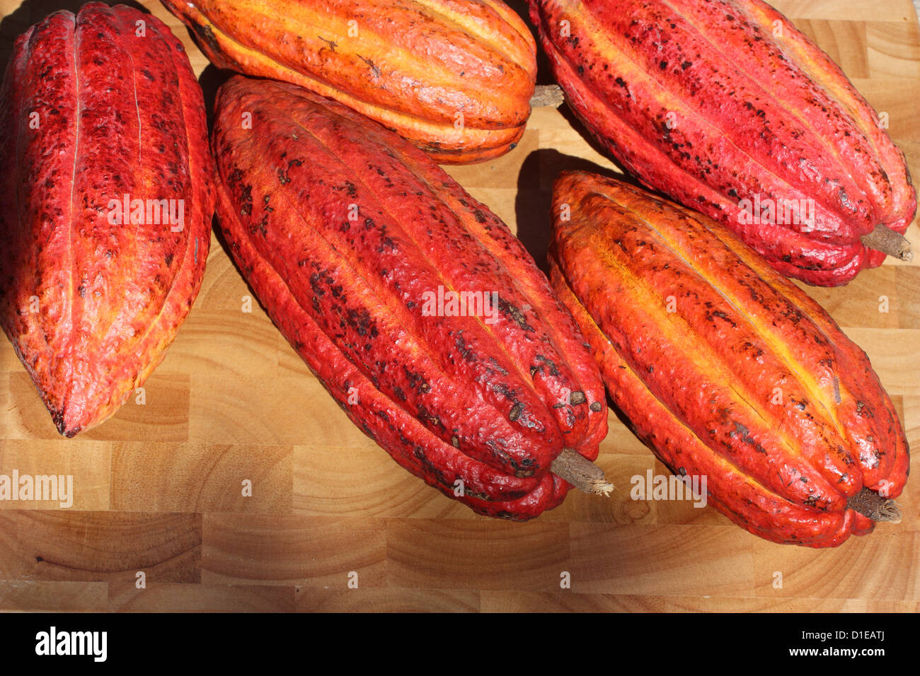 Grenada. Close-up of ripe Cacao (Cocoa) fruits. Stock Photo