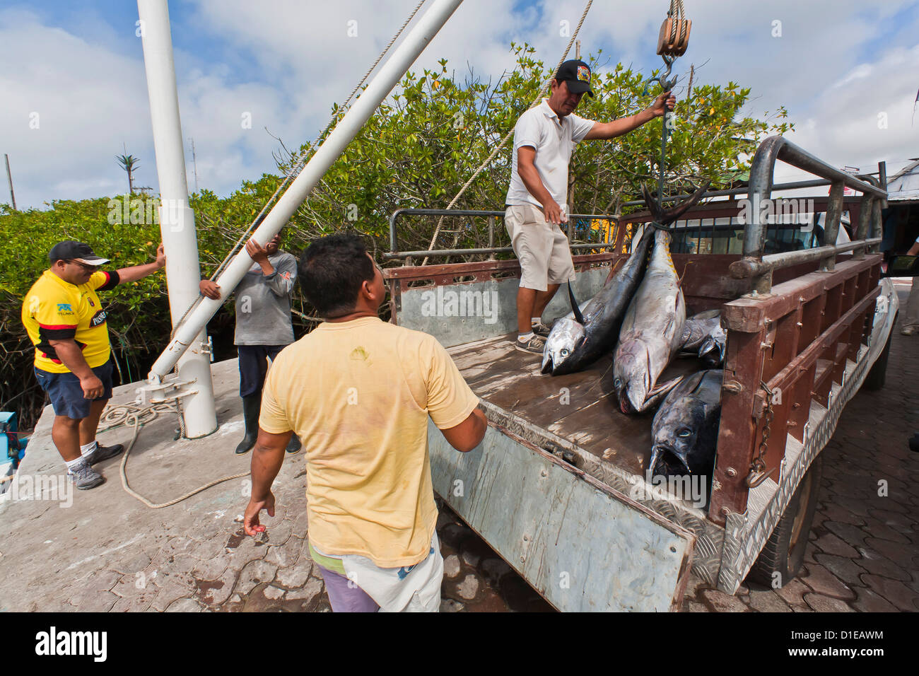 Local fish market, Puerto Ayora, Santa Cruz Island, Galapagos Island