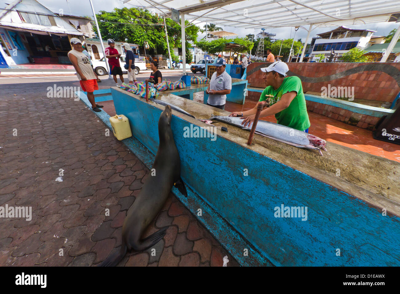 Local fish market, Puerto Ayora, Santa Cruz Island, Galapagos Island