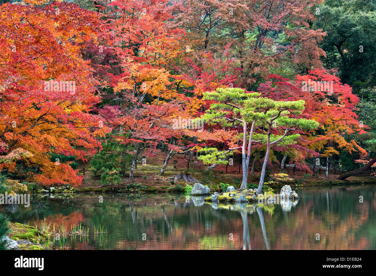 Colourful autumn foliage around the Mirror Pond (Kyoko-chi) in the gardens of Kinkaku-ji (the Temple of the Golden Pavilion), Kyoto, Japan Stock Photo