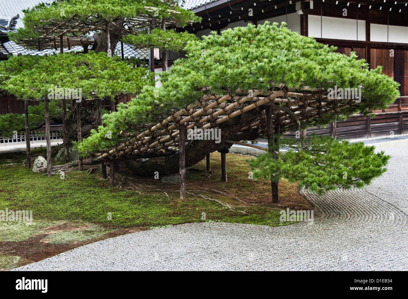 A 600 year old pine tree at Kinkaku-ji (the Golden Pavilion), Kyoto, Japan, originally trained as a bonsai (miniature) specimen and planted about 1397 Stock Photo