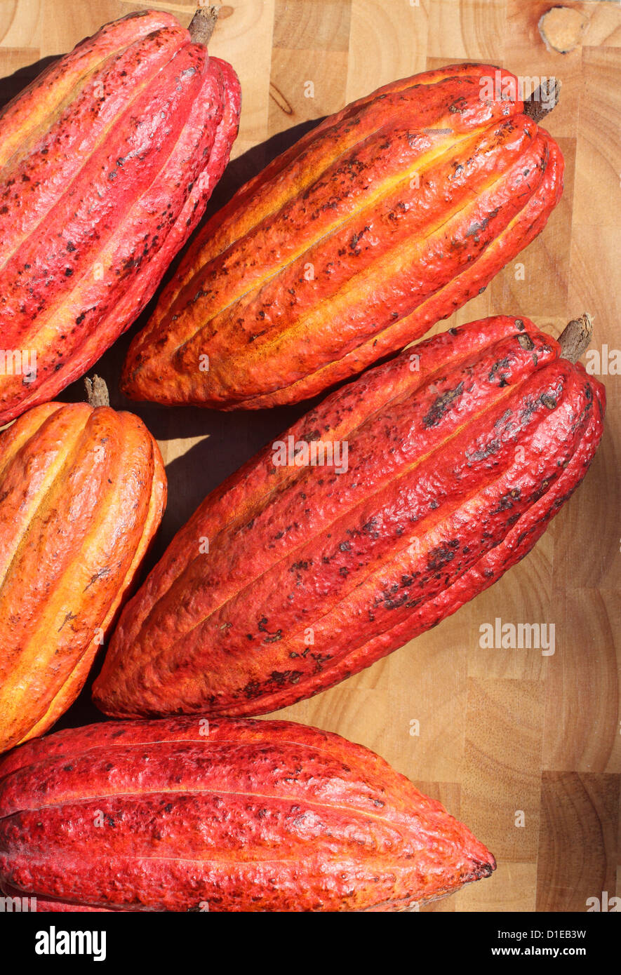 Grenada. Closeup of ripe Cacao (Cocoa) fruits Stock Photo Alamy