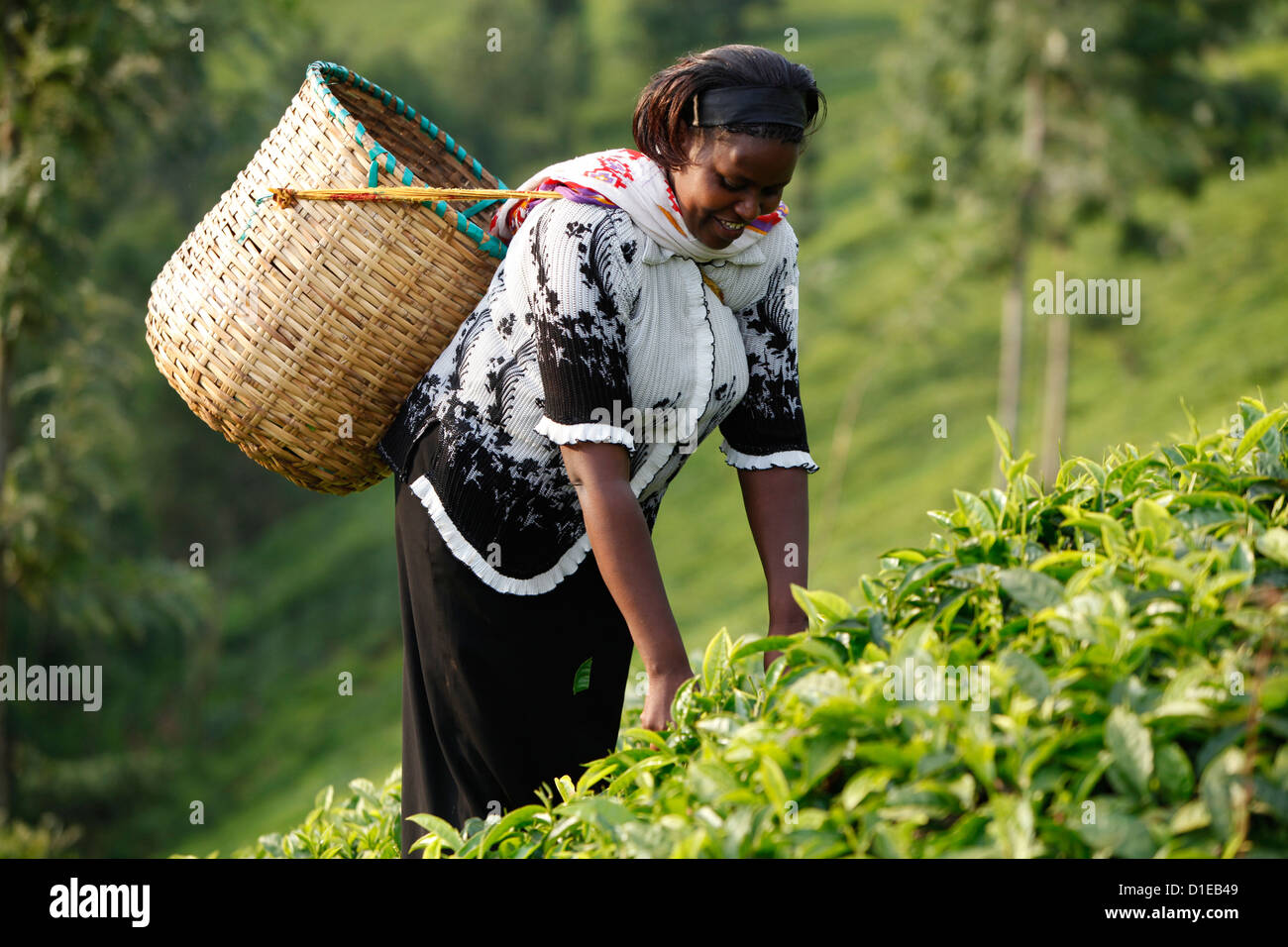 Farmer Polly Mukami picking tea, Kathangiri, Kenya, East Africa, Africa Stock Photo