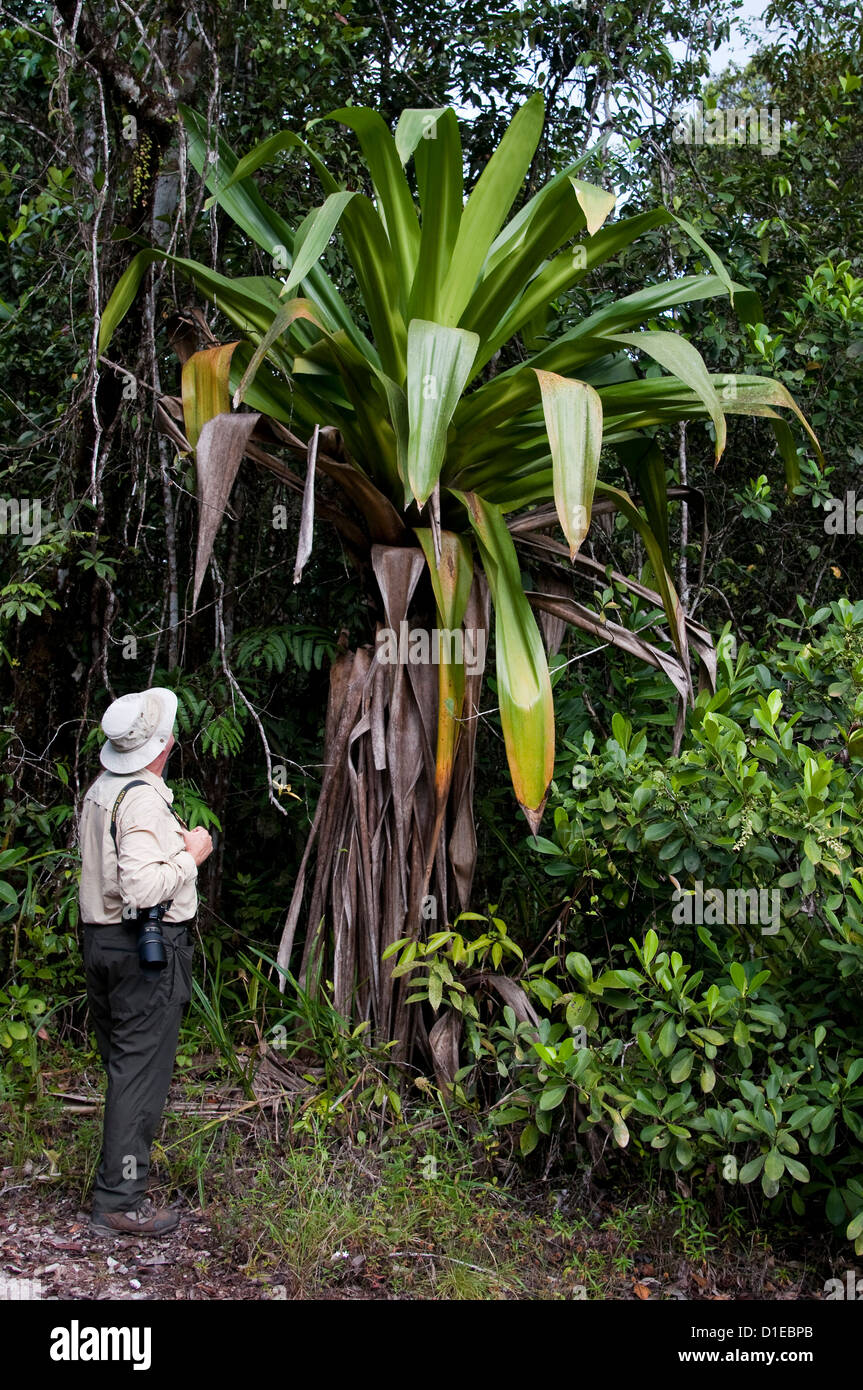 Giant tank bromeliad (Brocchinia micrantha) with human on-looker for scale, Kaieteur National Park, Guyana, South America Stock Photo