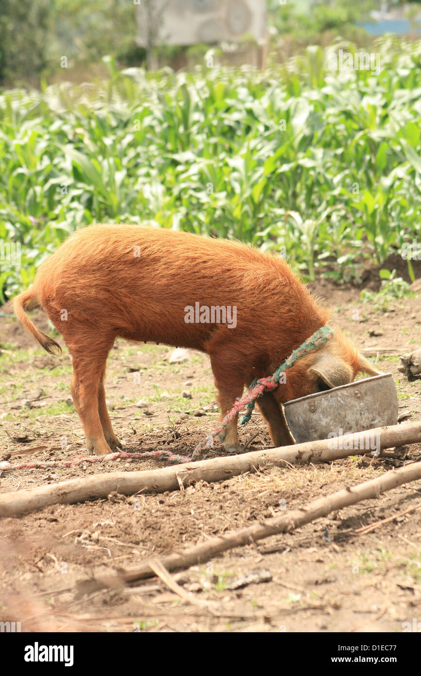 A female free range pig eating slop from a bucket on a farm in Cotacachi, Ecuador Stock Photo