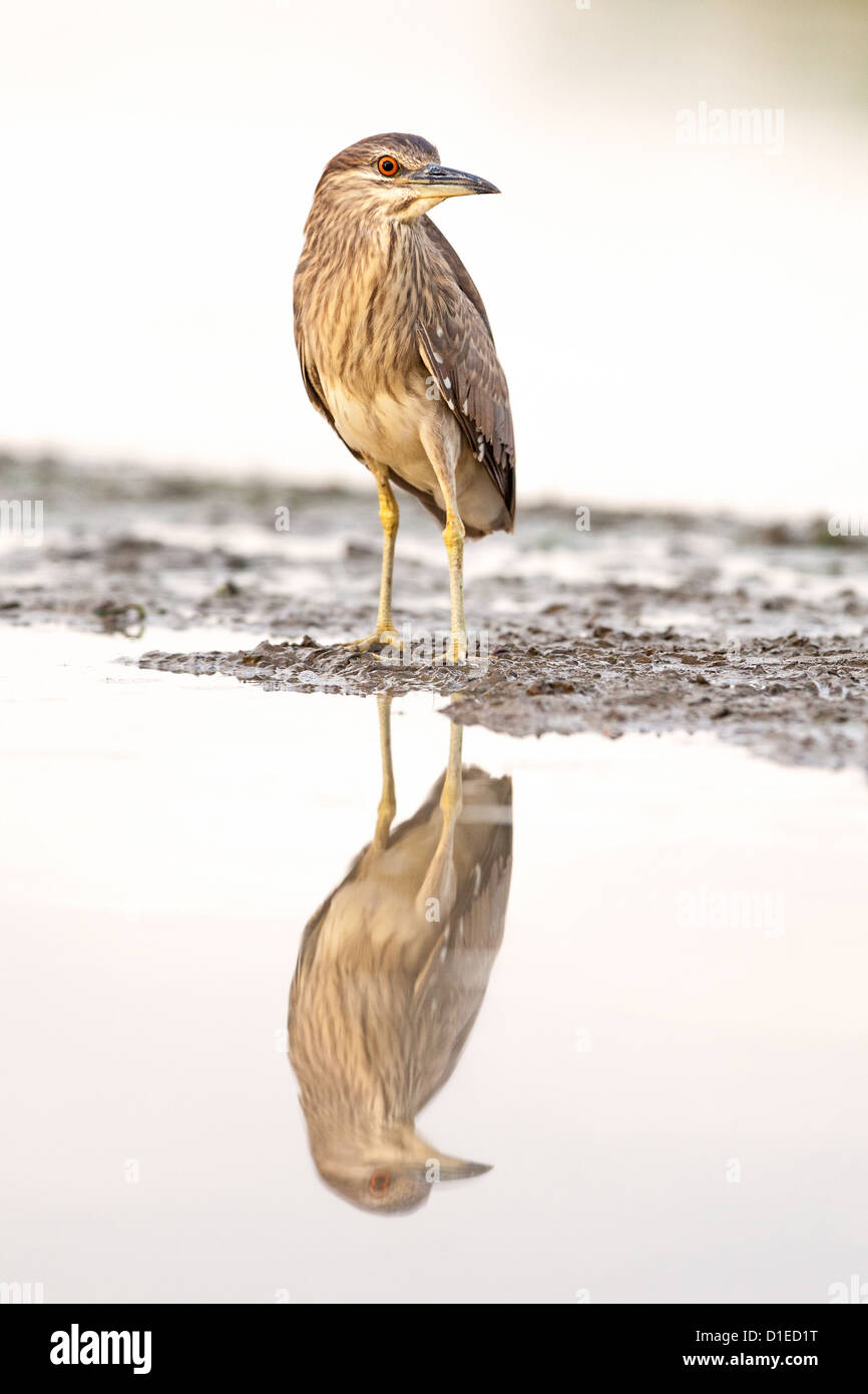 Juvenile Black-crowned night heron (Nycticorax nycticorax) standing on a lake shore Stock Photo
