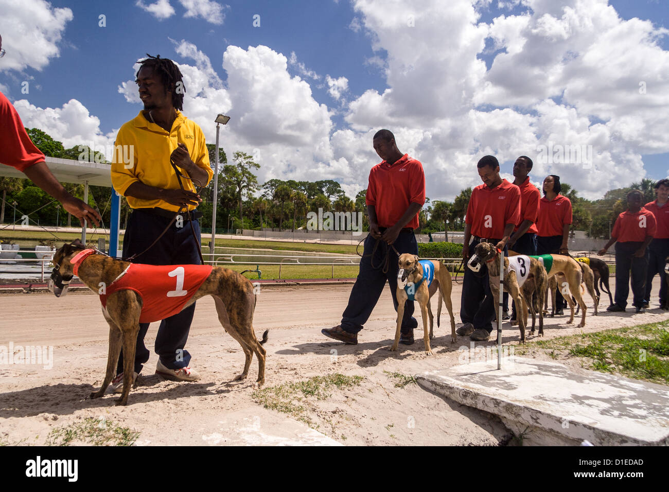 Greyhound Race Number High Resolution Stock Photography and Images - Alamy