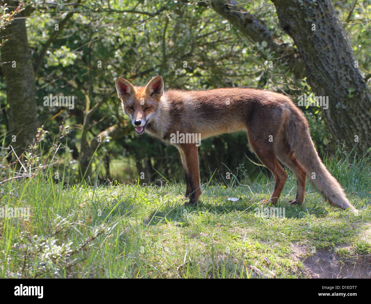 Wild European red fox (vulpes vulpes) in the forest, facing camera ...
