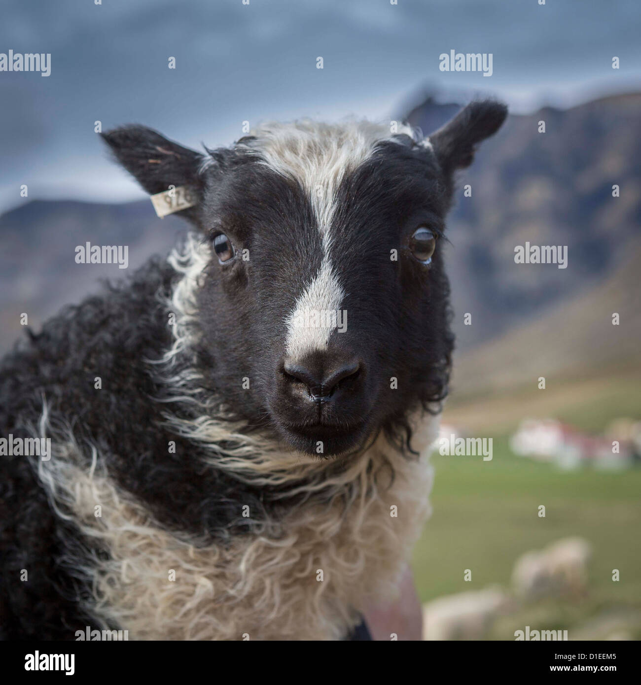 Portrait of black and white lamb, Iceland Stock Photo
