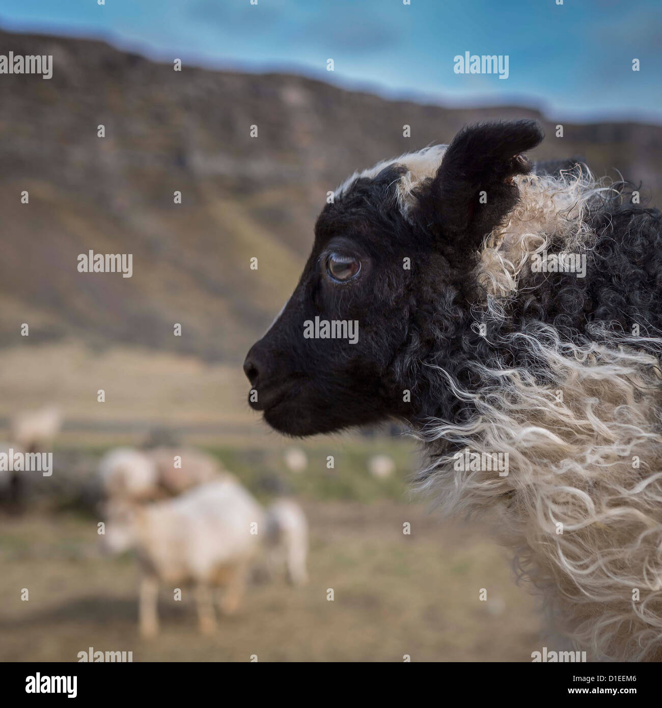 Portrait of black and white lamb, Iceland Stock Photo