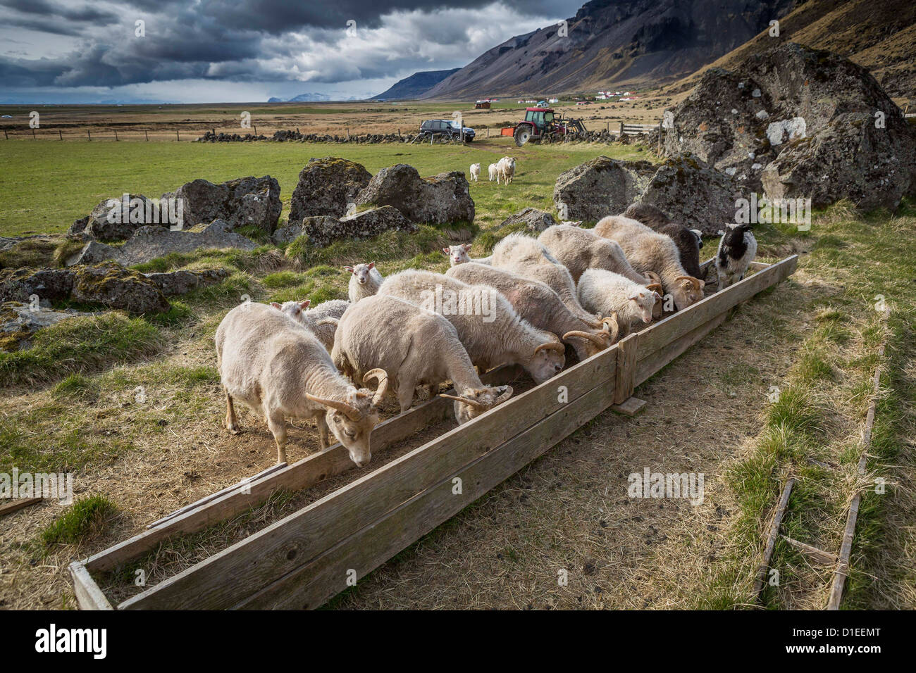 Sheep feeding on farm in Eastern Iceland Stock Photo