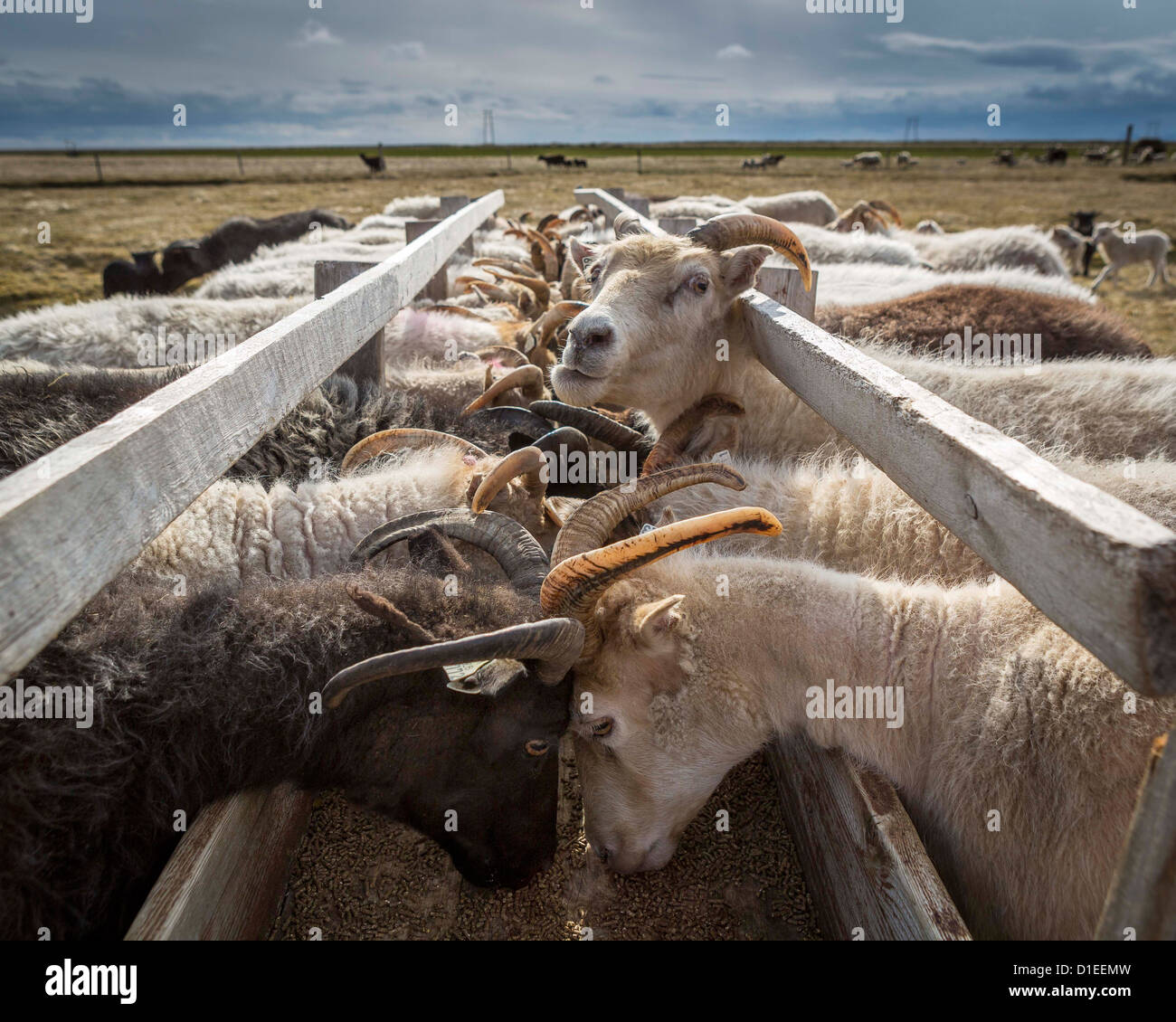 Sheep feeding on farm in Eastern Iceland Stock Photo