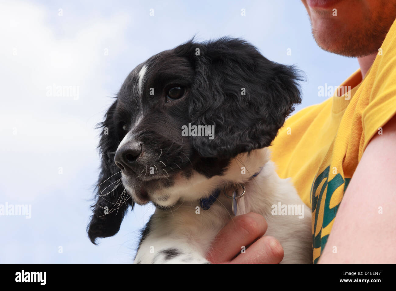 Man owner holding a cute ten week old pet black and white English Springer Spaniel puppy dog in his arms. England UK Britain Stock Photo