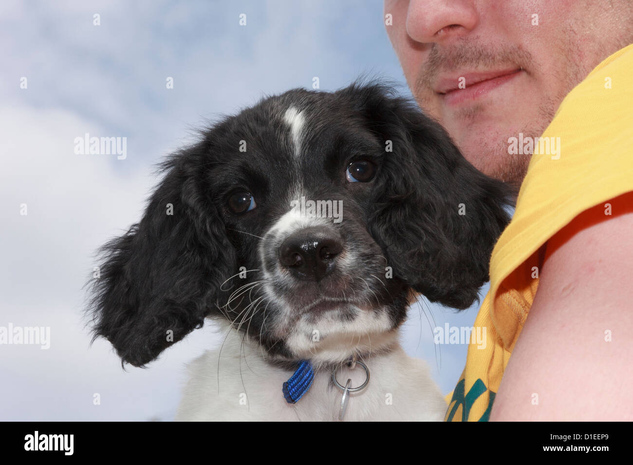 Man owner holding a ten week black and white English Springer Spaniel ...