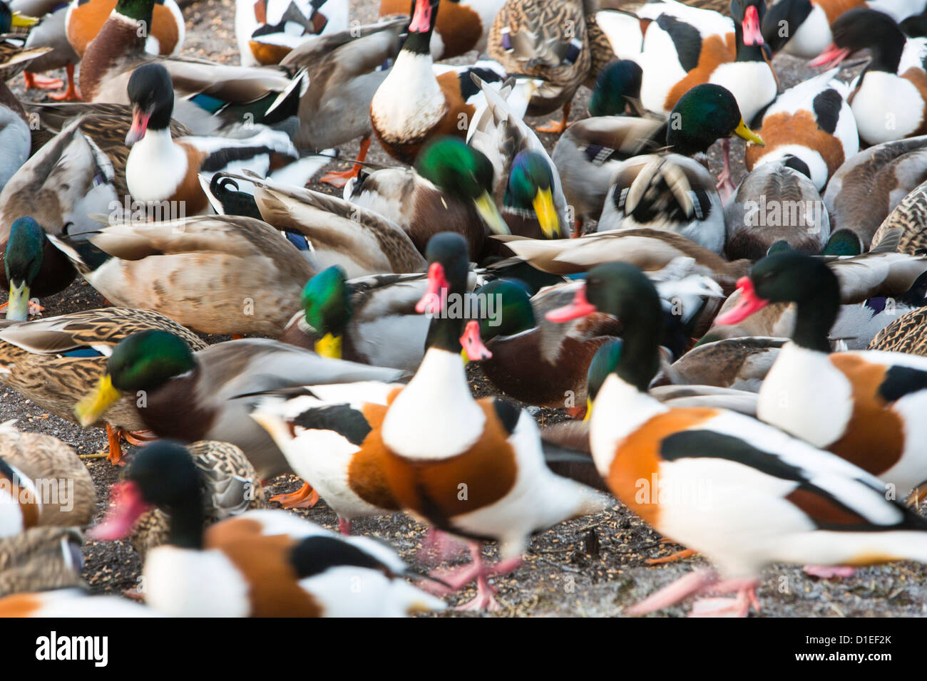 Mallard and Common shelduck being fed with grain at Martin Mere, A Wildfowl and Wetlands Trust bird reserve near Southport Stock Photo