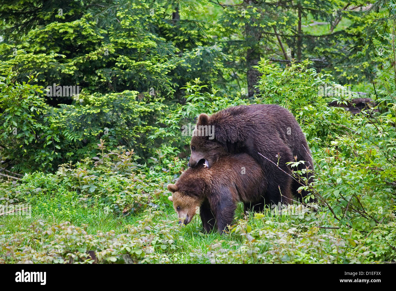 Bavarian Forest National Park (Nationalpark Bayerischer Wald), Germany Stock Photo