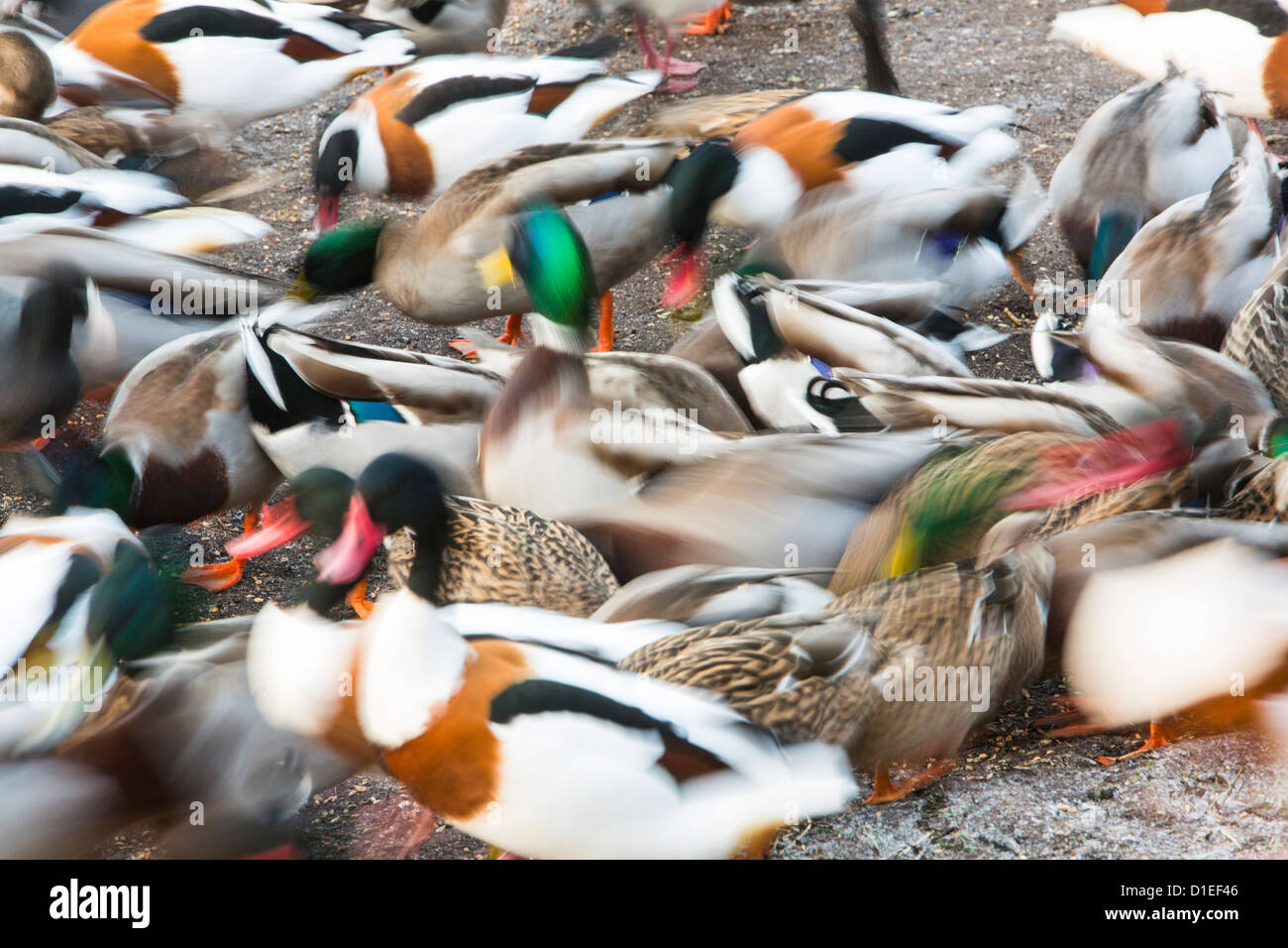 Mallard and Common shelduck being fed with grain at Martin Mere, A Wildfowl and Wetlands Trust bird reserve near Southport Stock Photo