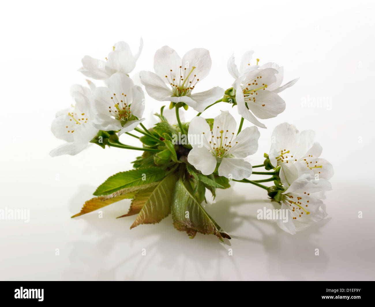 Stock Photos of close up of cherry blossom on a white background. Funky stock photos library Stock Photo