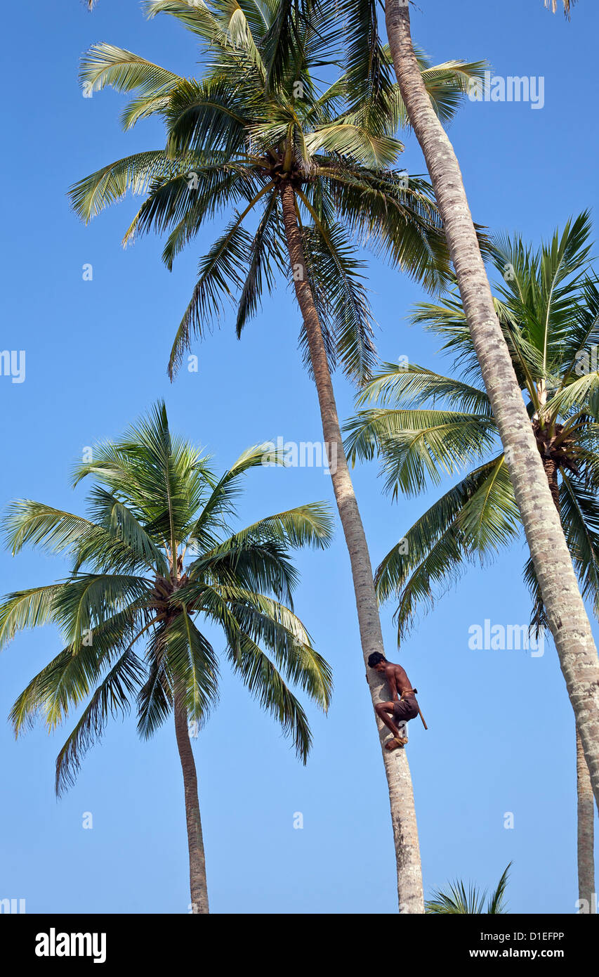 Coconut picker. Hikkaduwa. Sri Lanka Stock Photo