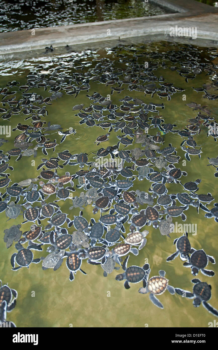 Turtle hatchery. Kosgoda. Sri Lanka Stock Photo Alamy