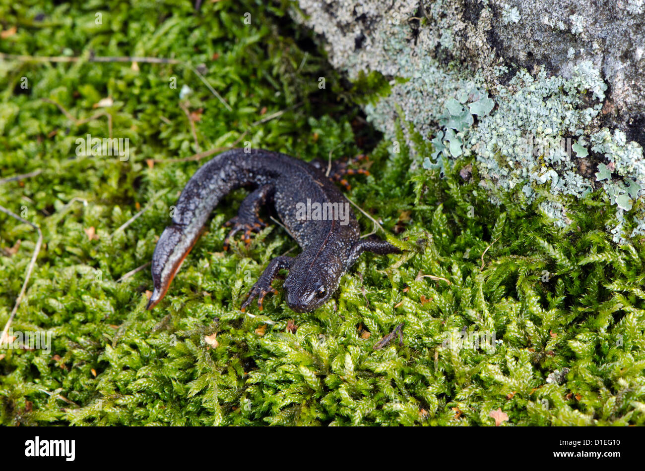newt triton eft pleurodelinae salamandridae cold-blooded amphibian on moss Stock Photo