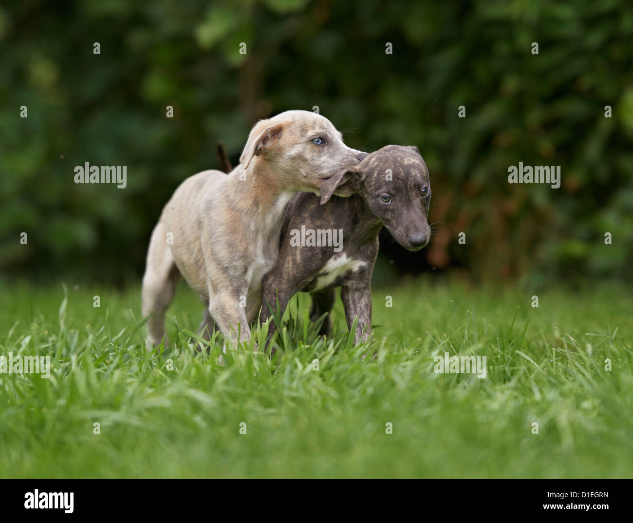 Two young Whippets in meadow Stock Photo