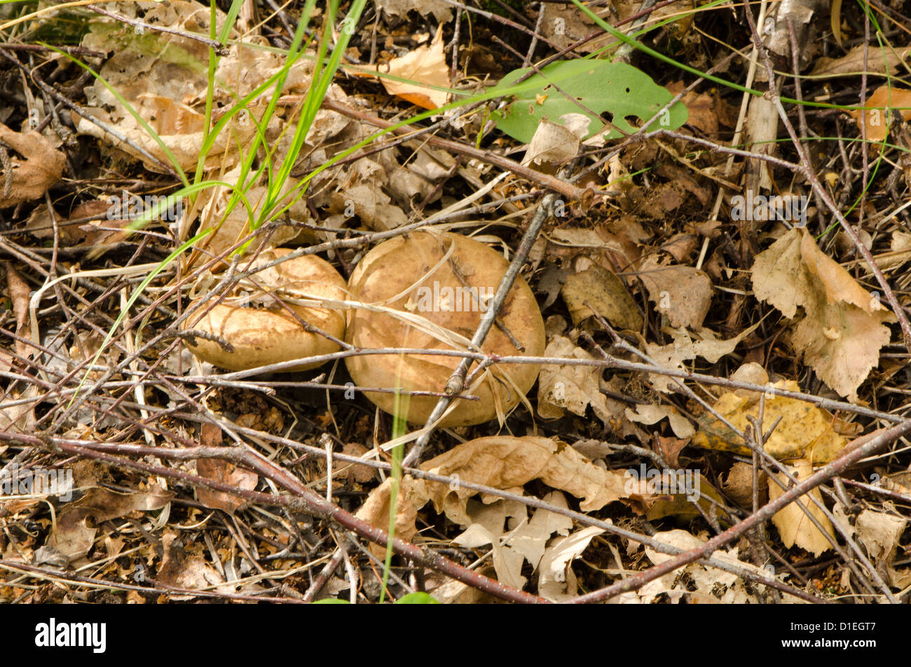 Milk cap Lactarius deliciosus fungus grow in forest Stock Photo