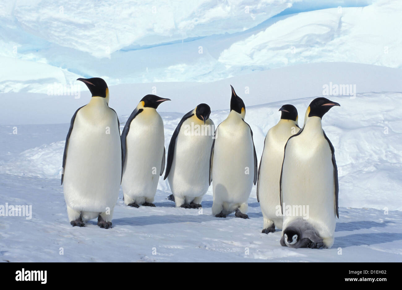 Emperor penguins (Aptenodytes forsteri), Dawson-Lambton glacier ...