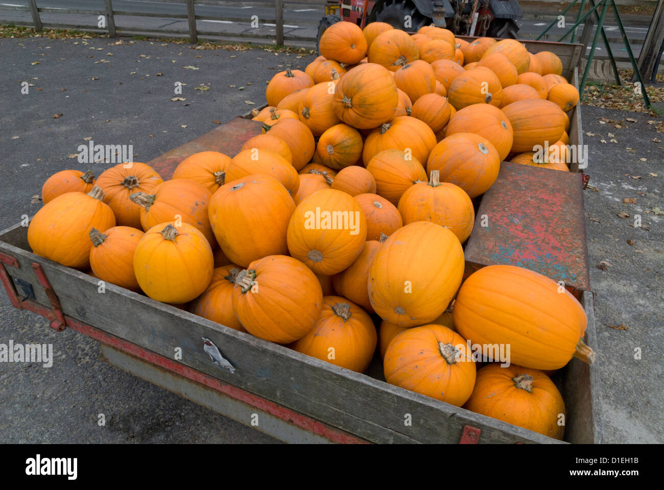 A trailer load of freshly harvested pumpkins arriving at the Farm Shop at Steventon Hill, Abingdon, Oxfordshire, England, UK Stock Photo