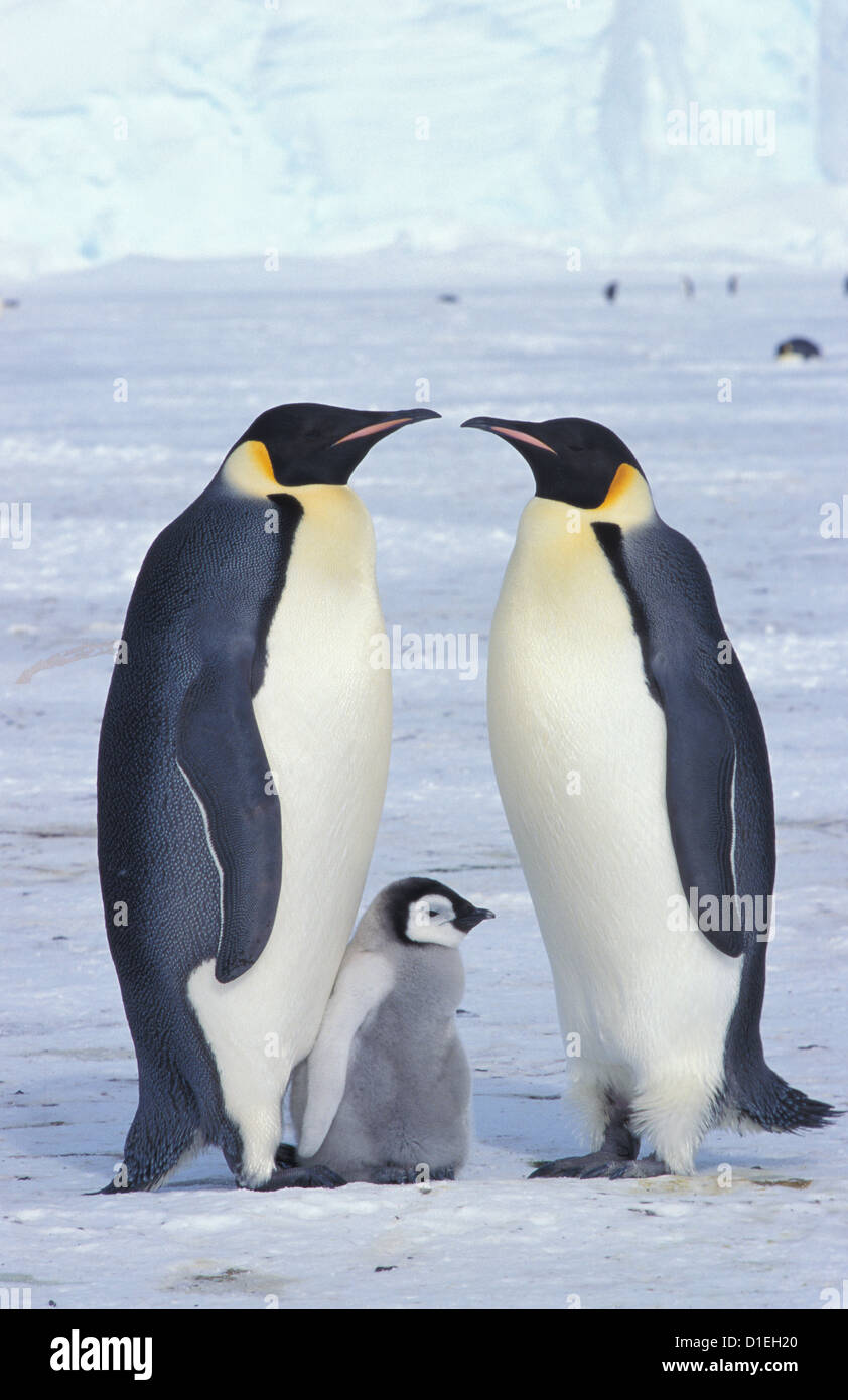 Emperor penguins (Aptenodytes forsteri), Dawson-Lambton glacier ...
