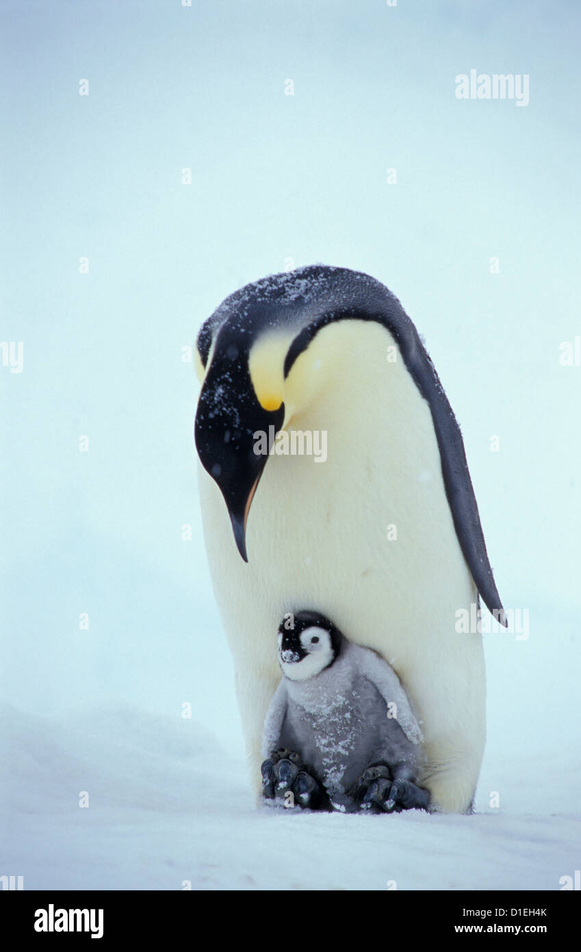 Emperor penguins (Aptenodytes forsteri), Dawson-Lambton glacier, Antarctica Stock Photo