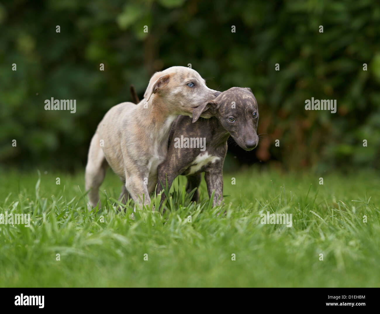 Two whippet puppies on meadow Stock Photo Alamy