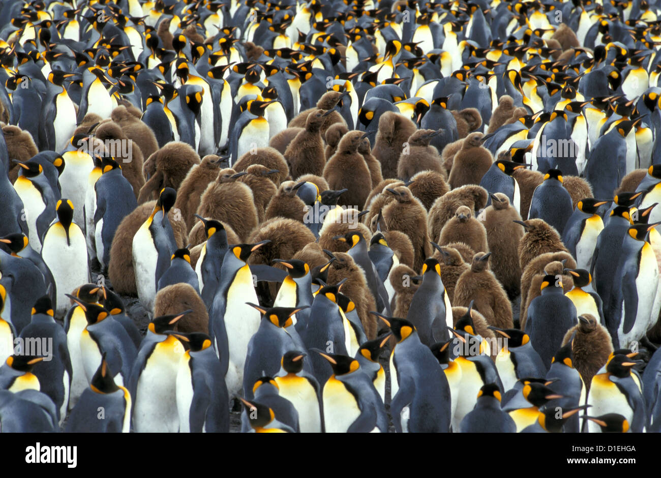 King penguins (Aptenodytes patagonicus) at Salisbury Plain, South Antarctic region