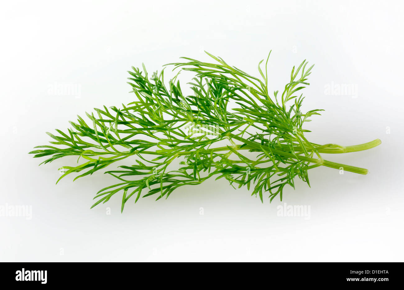 Top shot of fresh Fennel herb leaf leaves against a white background for cut out Stock Photo
