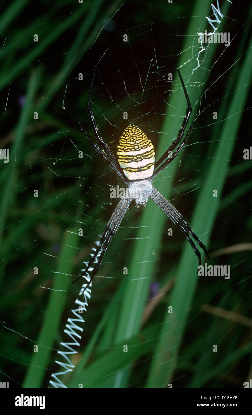 Grand argiope spider (Argiope aemula: Araneidae) female in rainforest, Sulawesi Stock Photo