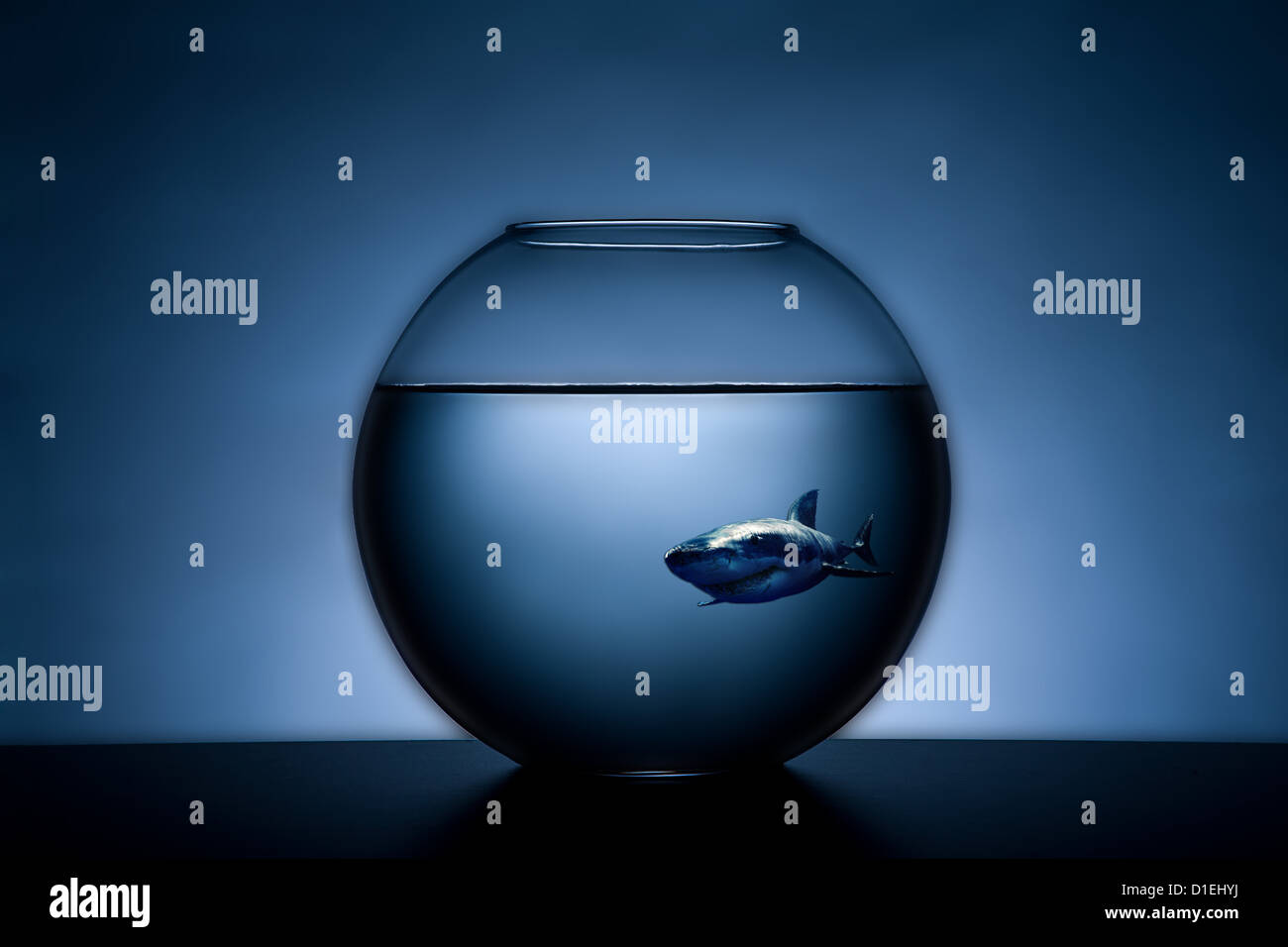 Shark in a fish bowl Stock Photo Alamy
